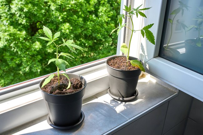 Junge Cannabis-Planzen sollte man erst auf dem Fensterbrett vorziehen. Junge Cannabis-Planzen sollte man erst auf dem Fensterbrett vorziehen.