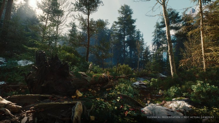 Wald aus The Witcher 4 Wald aus The Witcher 4