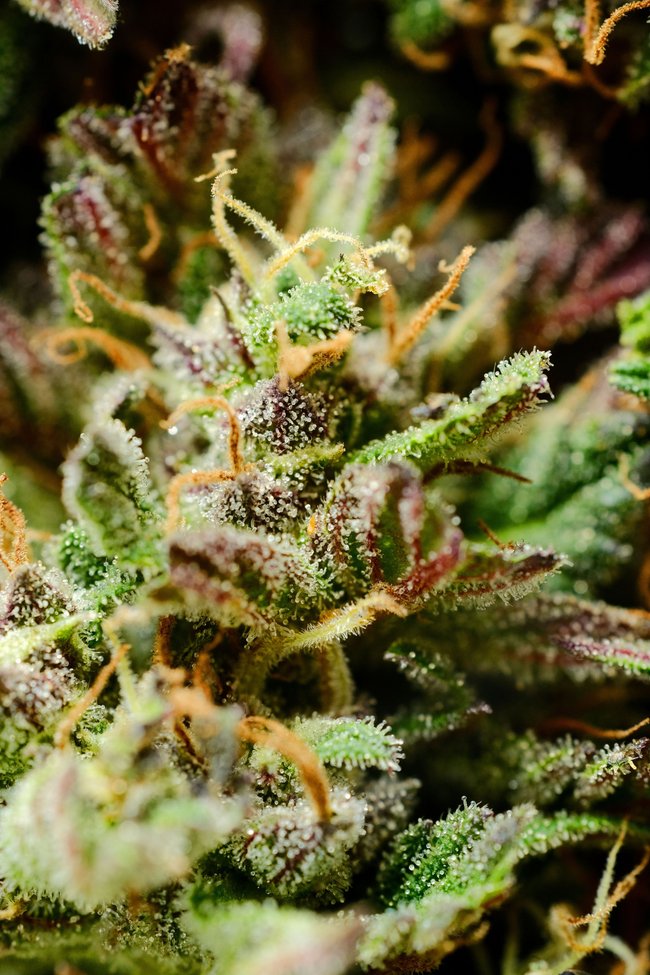 Die Blütenstempel haben sich braun verfärbt und die Trichome glänzen milchig. Die Blütenstempel haben sich braun verfärbt und die Trichome glänzen milchig.