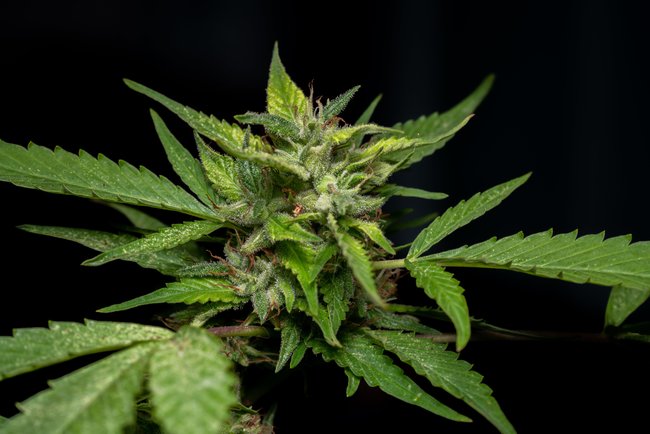 Die Blüten einer weiblichen Cannabis-Pflanze. Die Blüten einer weiblichen Cannabis-Pflanze.