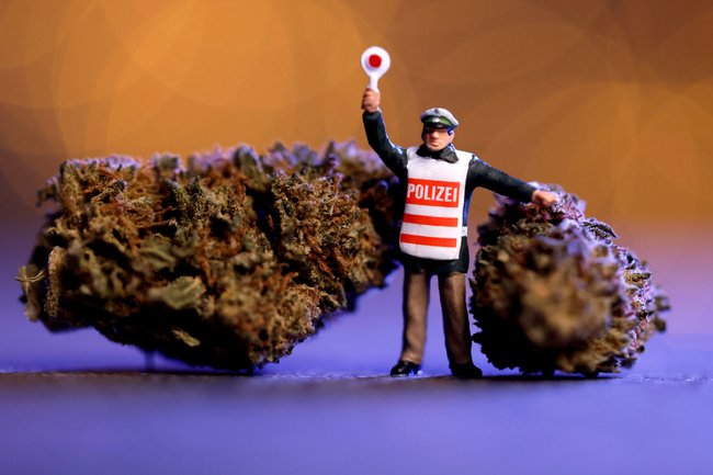 Für den Anbau von Cannabis bestehen strenge Regelungen. Für den Anbau von Cannabis bestehen strenge Regelungen.