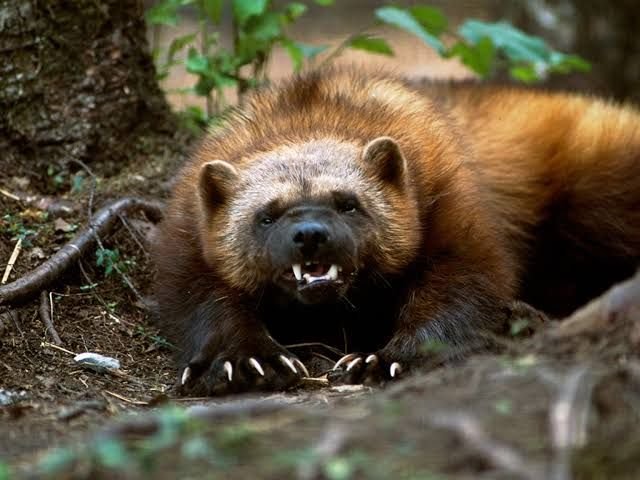 So sieht ein Wolverine / Vielfraß in der Natur aus. So sieht ein Wolverine / Vielfraß in der Natur aus.