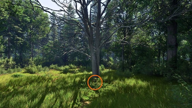 Am Fuße des Baums könnt ihr das verwilderte Grab entdecken. Am Fuße des Baums könnt ihr das verwilderte Grab entdecken.