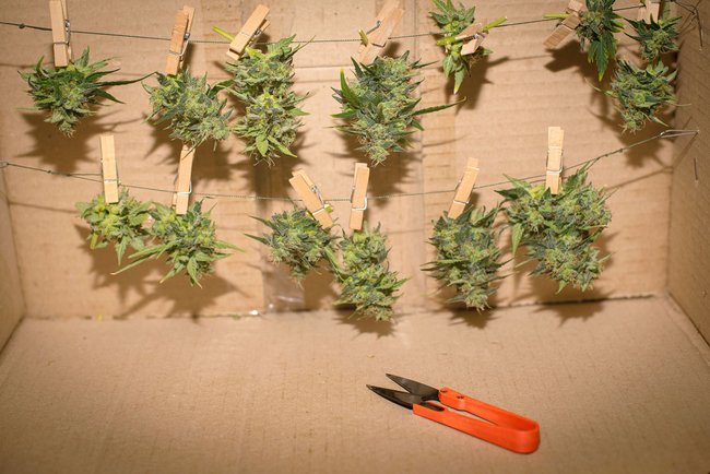 Die geernteten Buds müssen zum Aushärten an der Luft trocknen. Die geernteten Buds müssen zum Aushärten an der Luft trocknen.