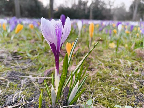 Makro bei Tageslicht Details und Bokeh sind ansehnlich. Makro bei Tageslicht Details und Bokeh sind ansehnlich.