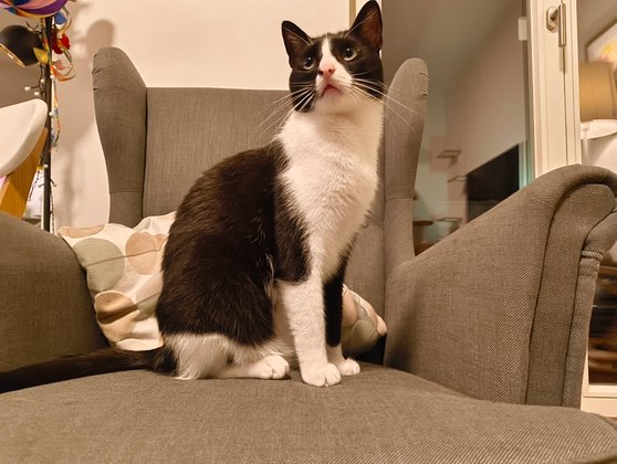 Schwierigkeiten bei schwachem künstlichen Licht mit der Hauptkamera. Details im Gesicht des Katers sind schwer auszumachen – Bewegungen machen Probleme. Schwierigkeiten bei schwachem künstlichen Licht mit der Hauptkamera. Details im Gesicht des Katers sind schwer auszumachen – Bewegungen machen Probleme.