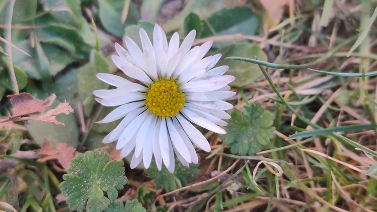 Nahaufnahme mit dem Realme GT 2 Pro (Bildquelle: GIGA) Nahaufnahme mit dem Realme GT 2 Pro (Bildquelle: GIGA)