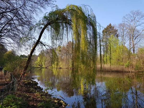 Testfoto „Teich“: Samsung Galaxy S8 Testfoto „Teich“: Samsung Galaxy S8