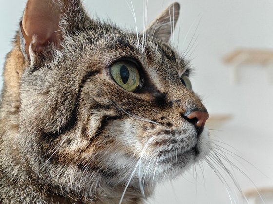 Porträtmodus, Hauptkamera Porträtmodus, Hauptkamera