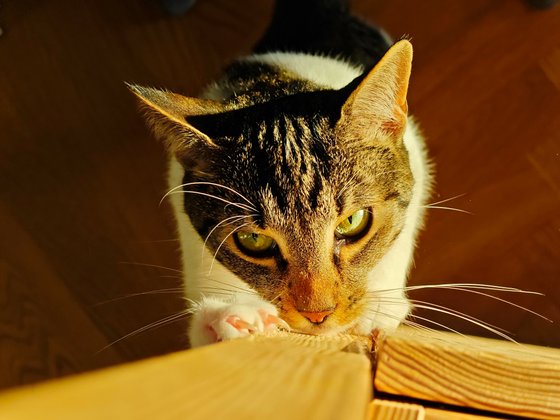 Porträt, starkes natürliches Licht von der Seite, Tele Porträt, starkes natürliches Licht von der Seite, Tele