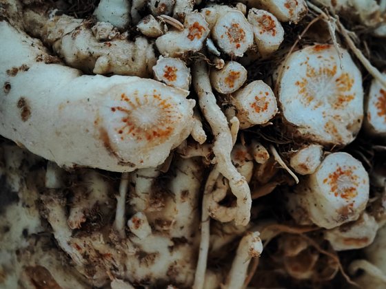 Makro (Sellerie in der Nahaufnahme) Makro (Sellerie in der Nahaufnahme)