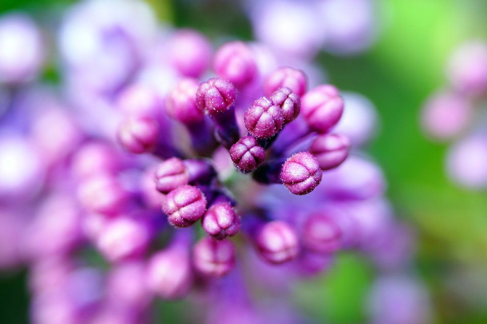 "Freundschaft ist wie eine seltene Blume. Man muss sie pflegen und achten."