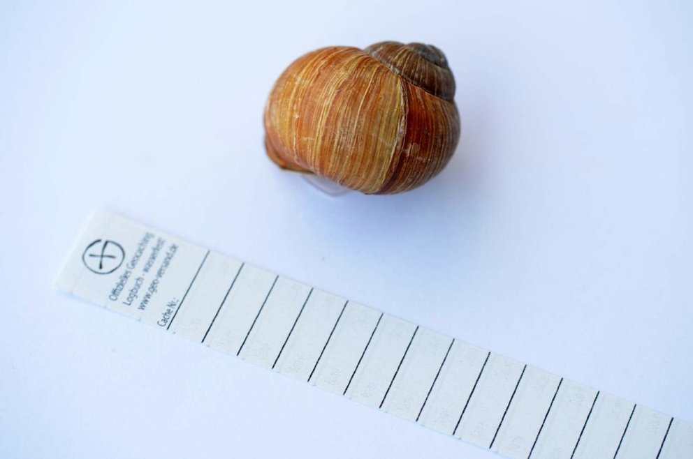 geocaching was ist das? Schnecke als Cache