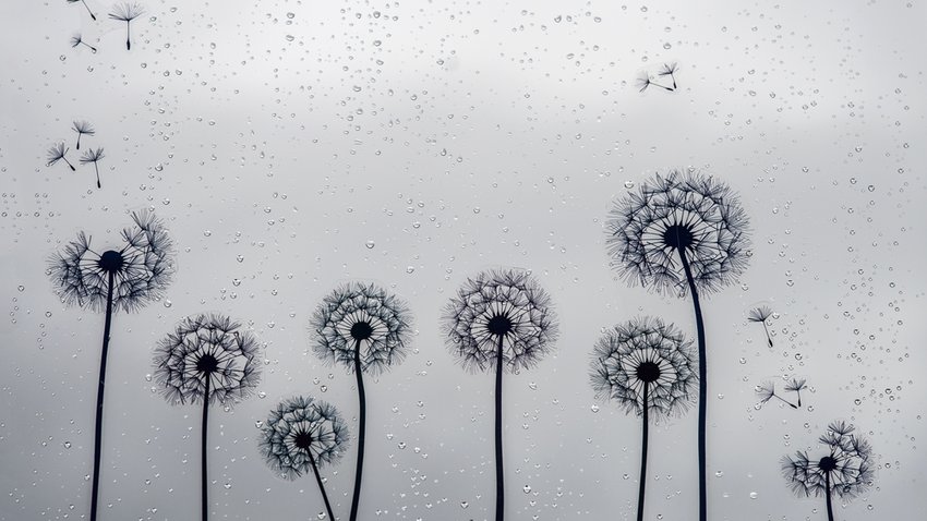 künstlerische Getsaltung einer Gruppe Pusteblumen in schwar weiß