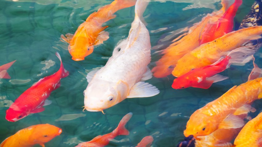 Koi Fische schwimmen im becken in allen farben zur bedeutung eines koi tattoos muss man die fische kennen