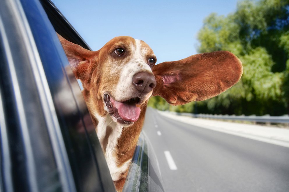 Hund im Auto: Vorschriften, Tipps und Tricks für das Fahren mit Tieren