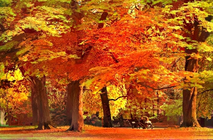 OUTPUT: Die Baumgruppe, diesmal im Herbst (Quelle: https://github.com/luanfujun/deep-photo-styletransfer)