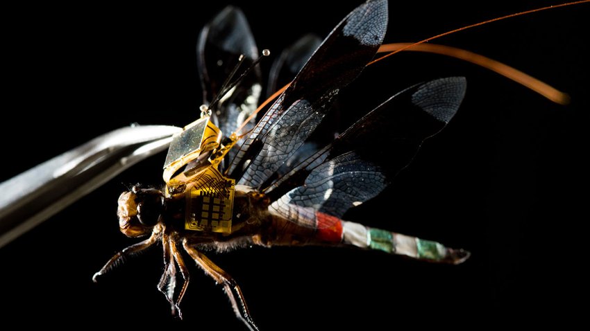 dragonfleye_closeup, Cyborg