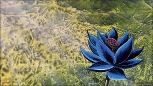 Magic the Gathering: Black Lotus für 166.000 Dollar versteigert