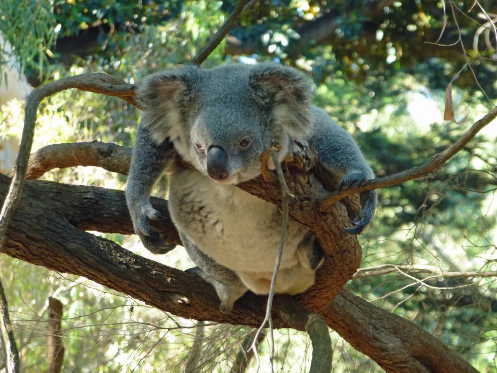 Drop Bear Der KillerKoala aus Australien