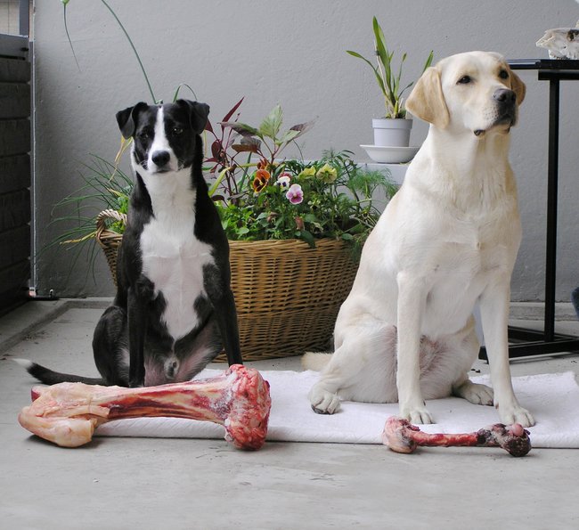 Hunde mit Knochen