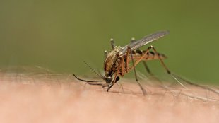 Nicht auf Anti-Mücken-Stecker reinfallen – Mücken tun’s auch nicht!