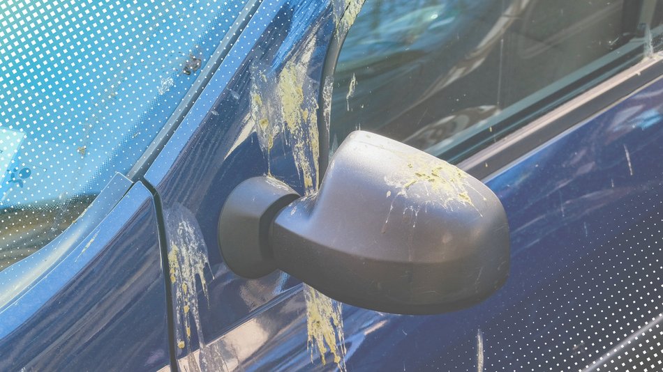 Warum ihr Vogelkot möglichst schnell vom Auto entfernen solltet