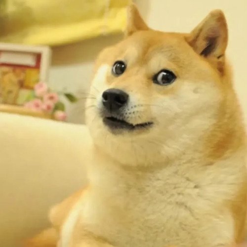 Das Doge Meme. Ein Shiba-Inu schaut unsicher in die Kamera.