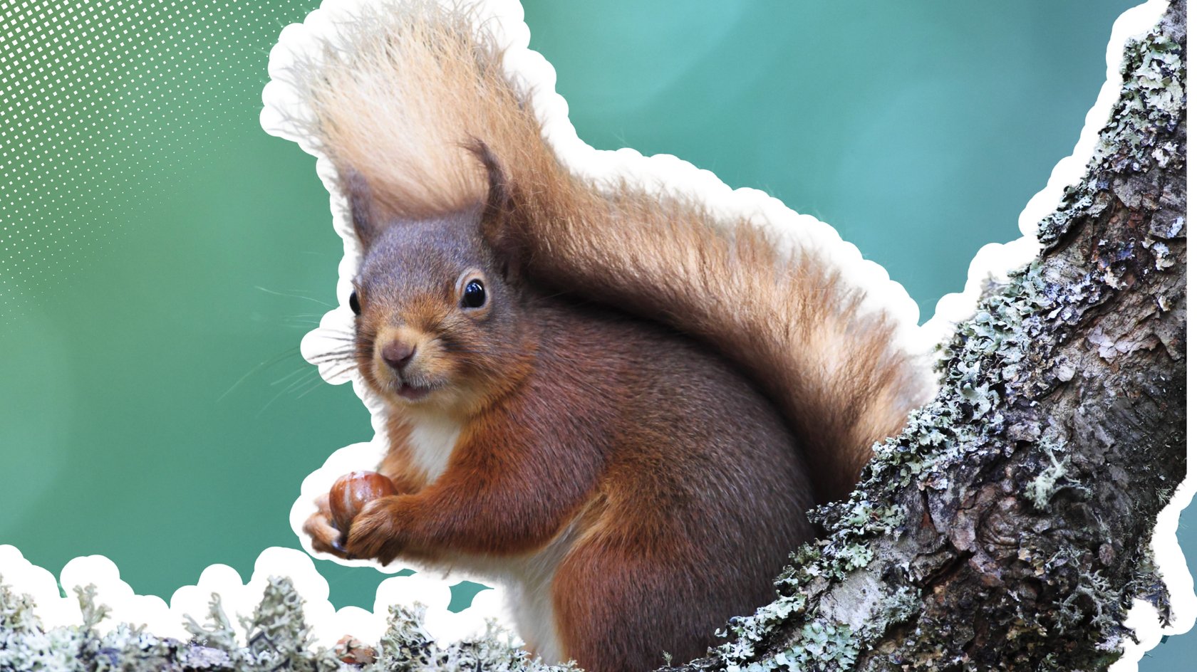 Eichhörnchen mit Nüssen in den Armen