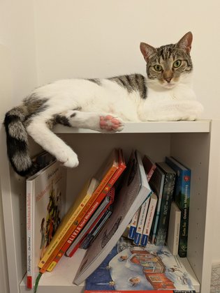 Katze auf Buchregal, fotografiert mit der Hauptkamera des Pixel 9 Pro Fold, künstliches Licht