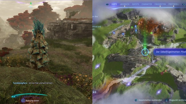 Hier findet ihr den siebten Säbelflügelmotten-Pfad.