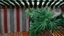 Cannabis anbauen auf dem Balkon: Mit diesen Gadgets und Tipps klappt es