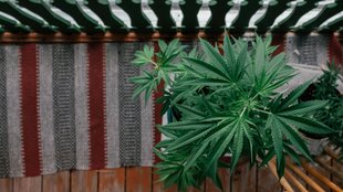 Cannabis anbauen auf dem Balkon: Mit diesen Gadgets und Tipps klappt es