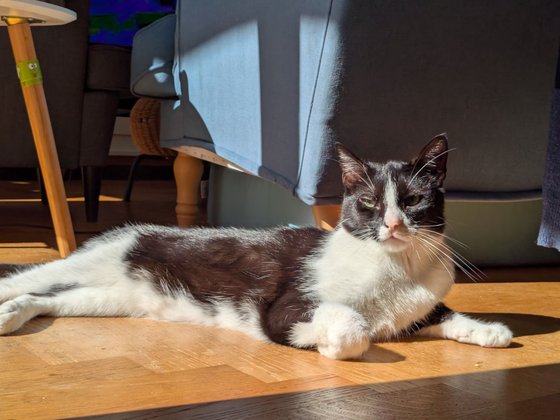 Beispielfoto mit dem Google Pixel 9 Pro Fold, aufgenommen mit der Hauptkamera: Kontrastreiches Motiv „schwarzweiße Katze“, bei schwierigen Lichtverhältnissen mit hellem Sonnenlicht und Schatten.