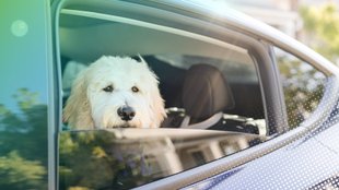 Diese Tricks helfen wirklich: Professorin erklärt, wie ihr euer Auto schnell runterkühlt