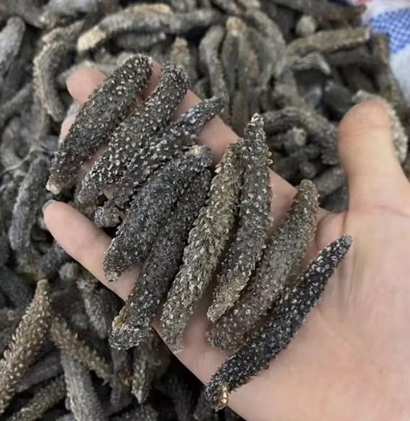 Eine Hand hält eine Gruppe getrockneter Seegurken, mit einem Haufen weiterer Seegurken im Hintergrund.