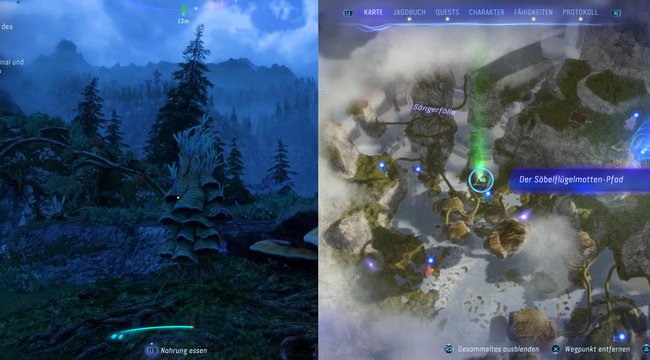 Hier findet ihr den zehnten Säbelflügelmotten-Pfad.