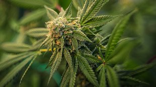 Cannabis im Garten anbauen – Anleitung, Tipps und was erlaubt ist