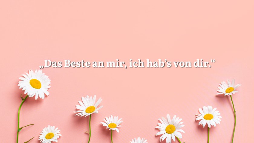 Rosa Hintergrund mit Gänseblümchen und Spruch.