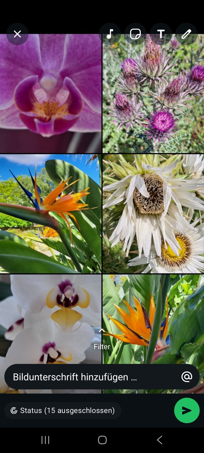 Screenshot einer Blumencollage erstellt mit WhatsApp.