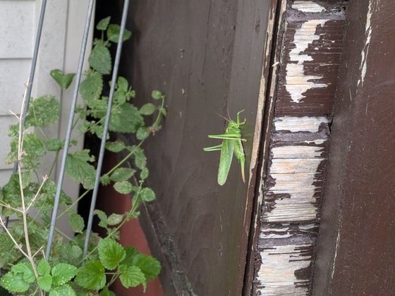 Foto eines handtellergroßen Grashüpfers, aufgenommen mit dem 5× optischen Tele-Zoom des Google Pixel 9 Pro Fold.