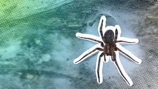 Gruselfund in absoluter Finsternis: Forscher entdecken größtes Spinnennetz der Welt