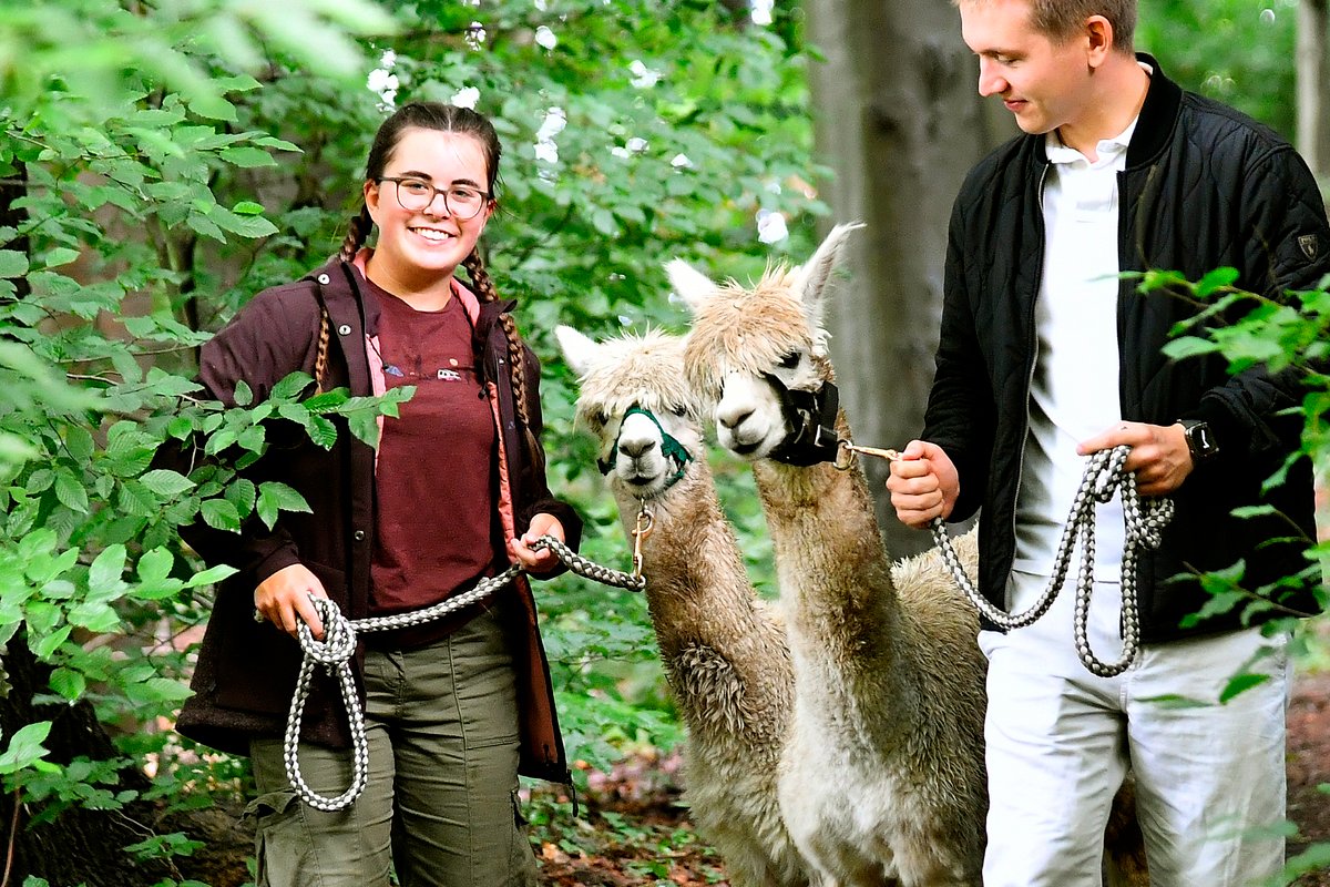 Alpaka-Wanderung in der Nähe: So werdet ihr fündig!