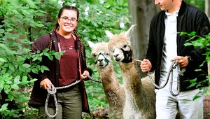 Alpaka-Wanderung in der Nähe: So werdet ihr fündig!
