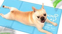 Temperaturen über 30 Grad: Diese Matte auf Amazon rettet Hunden den Tag