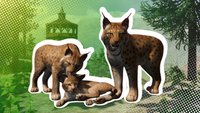 Ein Muss für Sim-Fans: Steam-Hit jetzt 70 Prozent reduziert