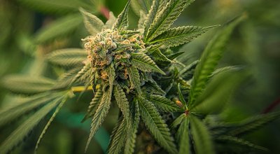 Cannabis anbauen auf dem Balkon Mit diesen Gadgets und Tipps klappt es