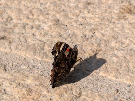 Makroaufnahme eines Schmetterlings, mit der Hauptkamera des Pixel 9 Pro Fold bei natürlichem Licht aufgenommen. 