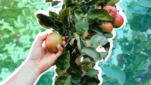 Diese Karte enthüllt: Hier wartet Gratis-Obst und -Gemüse auf euch