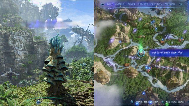 Hier findet ihr den zweiten Säbelflügelmotten-Pfad.